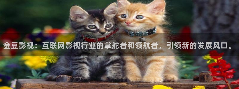 青丝在线：金豆影视：互联网影视行业的掌舵者和领航者，引领新的发展风口。